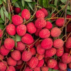 Shahi Litchi